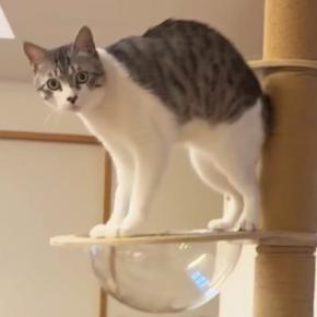 キャットタワーの透明ボウルにタオルを敷き忘れてしまい…猫が見せた『可愛らしい行動』が40万再生「押すな押すな状態ｗ」「たまらない」