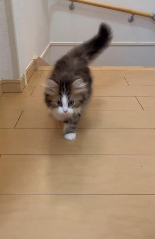 歩いてくる子猫