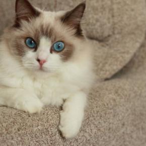 見た目が『似すぎている猫種』3選 見分けるポイントから魅力・特徴までご紹介