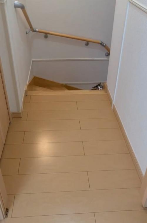 階段下から覗く子猫2