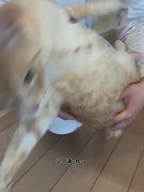 人のひざから降りる猫