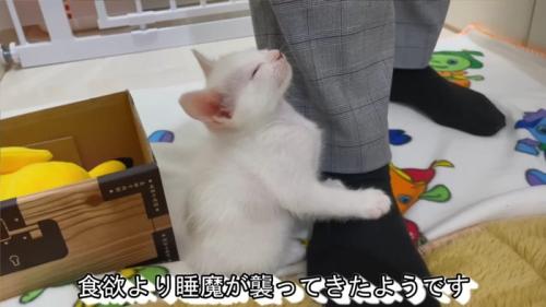 食欲より睡魔が