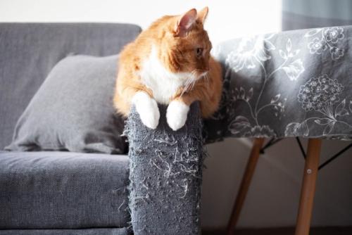 ソファで爪とぎする猫