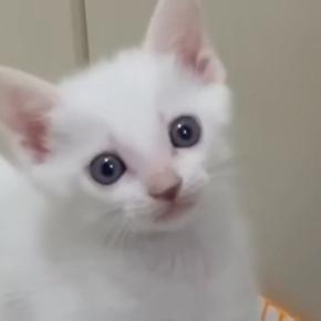 ごはんが食べたい子猫→ママの足元で…キュンとくる『可愛すぎるアピール』が37万再生「天使だね」「何度見ても可愛い」と癒される人が続出