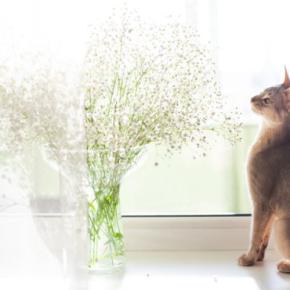 猫がかすみ草を食べちゃった！中毒症状はある？食べていい草・ダメな草の境界線【獣医師執筆】