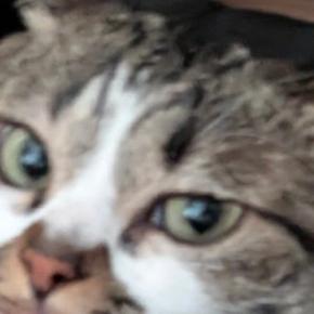 飼い主に頬擦りされた猫→次の瞬間…『予想外の行動』に思わず笑ってしまうと3万いいね「ポジティブに考えようw」「大好きなんだよね」