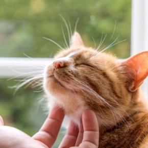 猫が『飼いやすい』とされている7つの理由 手がかからないって本当?注意すべきポイントも