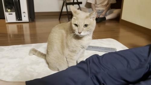 猫ちゃんと黒いズボンの脚（奥に娘さん）