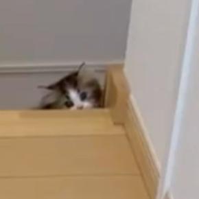 飼い主を驚かせたい子猫→階段の下からぴょこっと顔を出すと…『尊い光景』に10万いいね「可愛すぎてやばいｗ」「頑張ってて涙が出る」