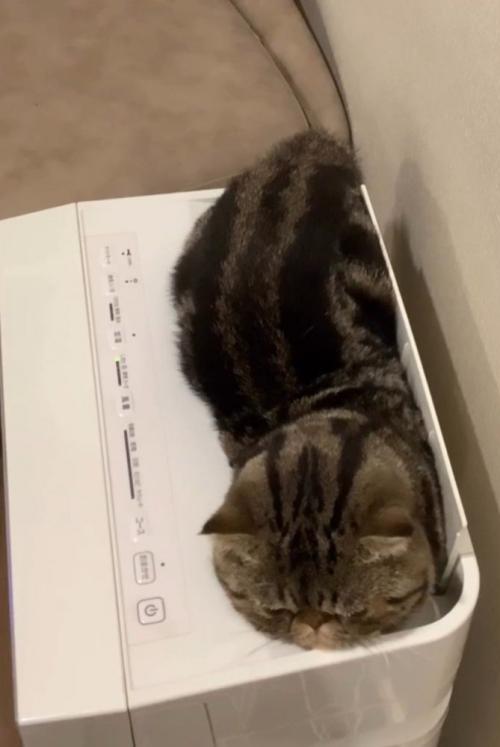 空気清浄機に入っている猫（上からアングル）