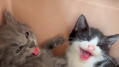威嚇する子猫たちの顔