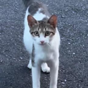 小さくて痩せている野良猫との出会い→『お腹だけが大きい』ことに気付いて…涙あふれるエピソードが47万再生「とても素敵」「感動で泣いた」