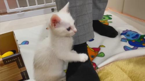 横から