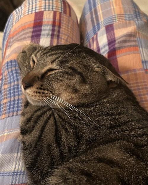 両耳がぺたんこのキジトラ猫