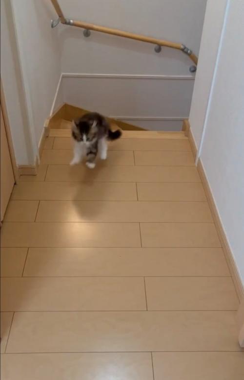 飛び出す子猫