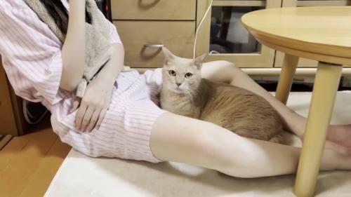 娘さんの脚の隙間にしゃがみこむ猫ちゃん（カメラ目線）
