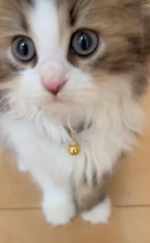 見つめる子猫