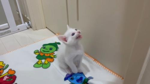 見上げて鳴く姿