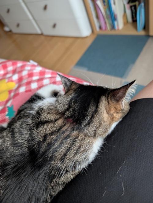 猫の後頭部