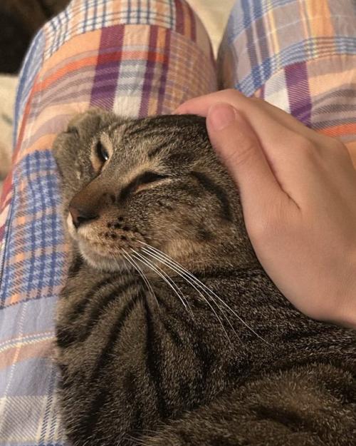 撫でられ中のキジトラ猫