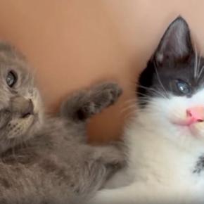 家に来て『1日目の子猫たち』→飼い主が少し近づいてみると…まさかの可愛すぎる行動に「とりあえずやっとく感」「めっちゃシンクロ」と反響