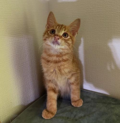 部屋の角でお座りをしている子猫