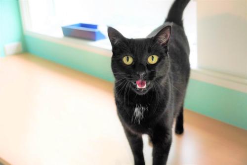 話しかけてくる黒猫