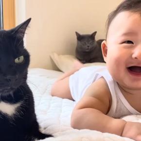 生まれたときからずっと一緒の赤ちゃんと猫…本当の兄弟のように育った『2年間の記録』が116万再生「最高の兄猫」「涙なしには見られない」