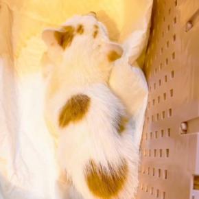 子猫を保護して帰宅→経緯を説明していると…奥さまから放たれた『まさかの一言』に「愛があるｗ」「素敵なご夫婦」と364万再生の大反響