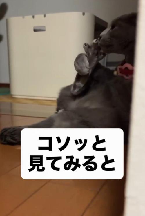足を舐める猫1