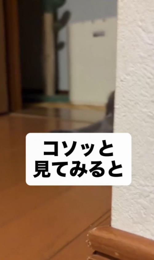 「コソっと~」と書かれた写真