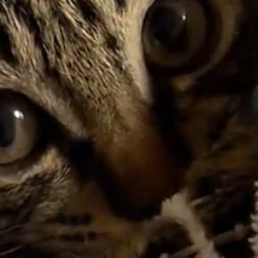 まん丸おめめで飼い主を見つめる子猫…思わずキュンとくる『かわいい仕草』に悶絶の声続出「どうにかなりそう」「あざとい」と12万再生