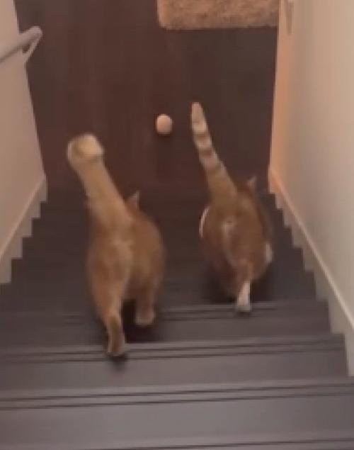 お腹を揺らす猫