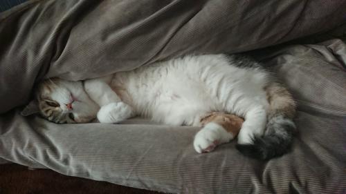 怠惰な猫