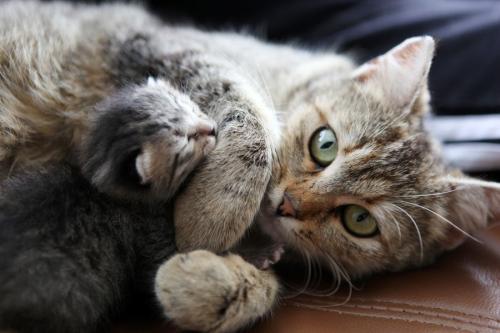 出産直後の母子猫