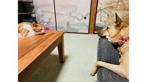 猫と犬