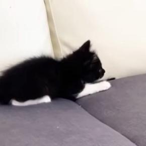 先住猫に近づいたビビリな子猫→見られただけなのに…『まさかのリアクション』に「挙動不審になってて可愛い」「思わず爆笑ｗ」と反響