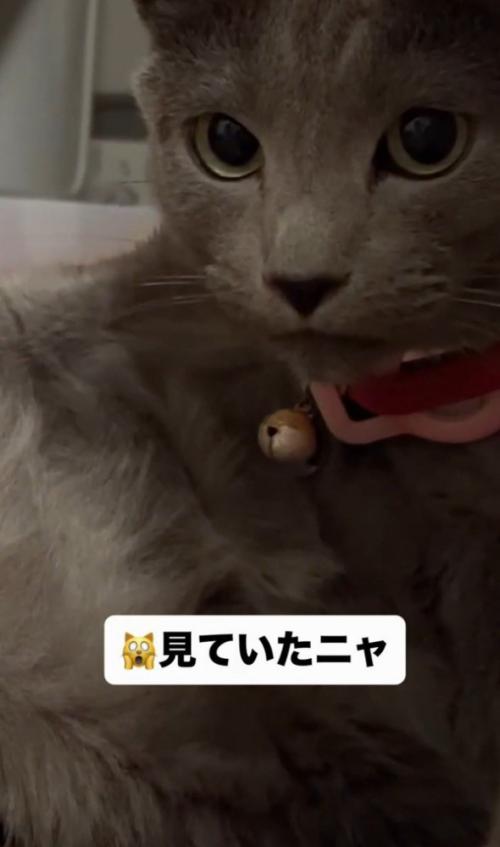 「見ていたニャ」と書かれた写真