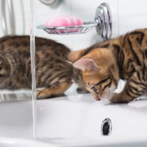 『好奇心が強い猫』が思わずしてしまう行動5選　興味を示す理由や安全を守るための注意点まで