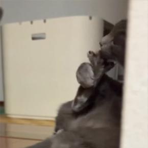 毛づくろいに夢中だった猫が、『見られていることに気づいた』瞬間…思わず笑ってしまう光景に「表情がたまらない」「可愛すぎｗ」と反響