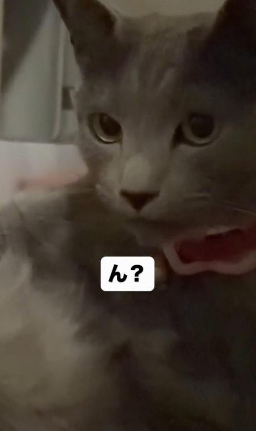 「ん?」と書かれ、こちらを見ている猫の画像