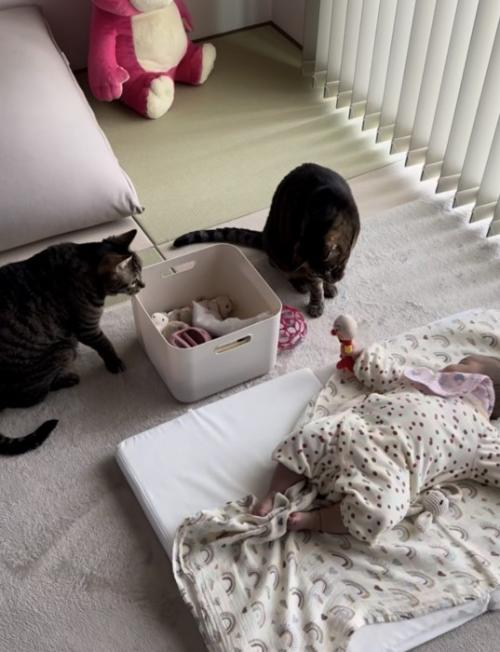 赤ちゃんがオモチャを猫の前に差し出し、そのオモチャを首を傾げて見る猫