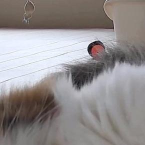 ふと家にある『見守りカメラ』を覗いたら、愛猫が…完全に想定外な『尊すぎる瞬間』に２万いいね「すごいファンサｗ」「帰りたくなっちゃう」
