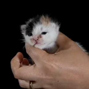 生後1日から77日まで、毎日1枚ずつ『猫を撮り続けた』結果…素敵すぎる『成長記録』が103万再生「めっちゃいいアイデア」「感動した」