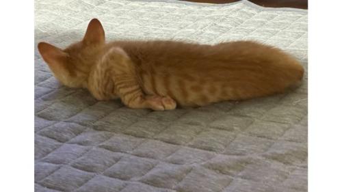 寝ている子猫