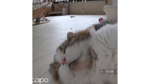 猫と見守りカメラ