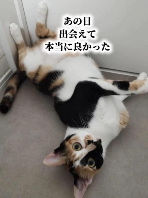 仰向けになる三毛猫