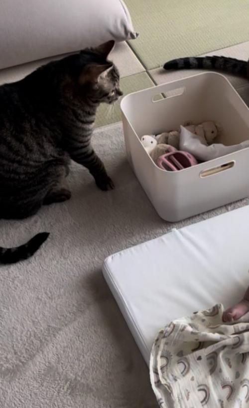赤ちゃんから少し距離がある猫とオモチャ箱