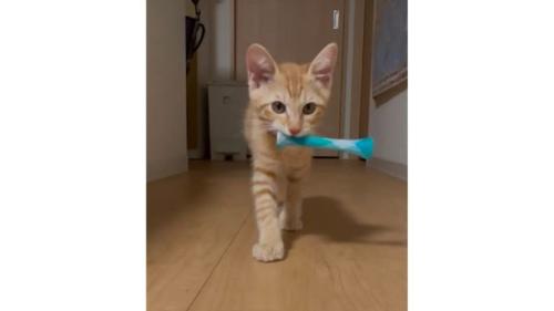 室内にいる猫