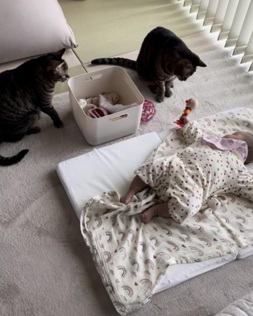赤ちゃんの横で2匹の猫がオモチャを見つめている